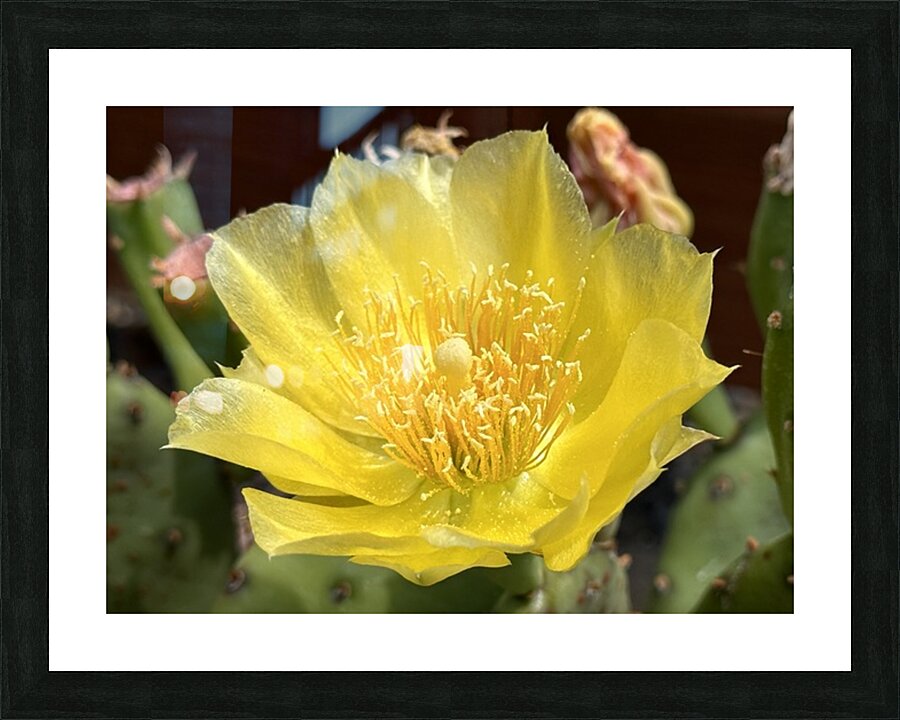 Prickly Pear Bloom -1 Picture Frame print