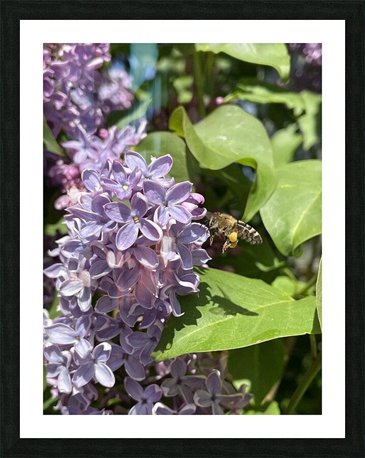 Bee-live  Picture Frame print