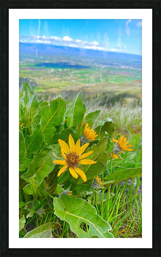 Balsam Root featuring the Kittitas Valley backround Picture Frame print