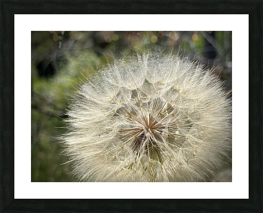Dandelion Head Picture Frame print