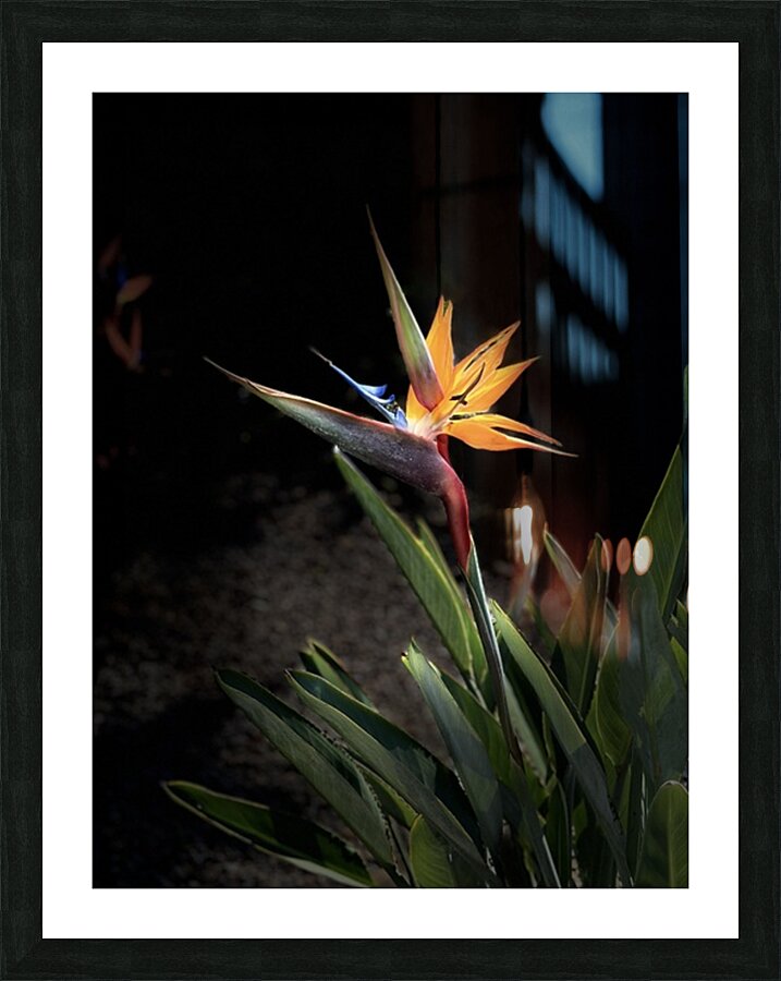 Bird of Paradise Picture Frame print