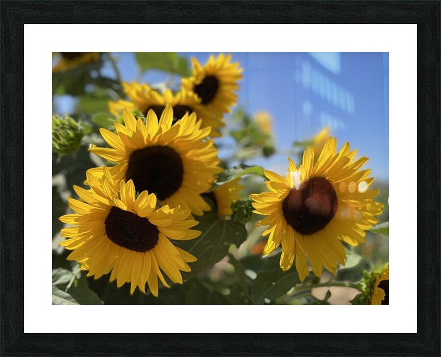 Happy Sunflowers Picture Frame print