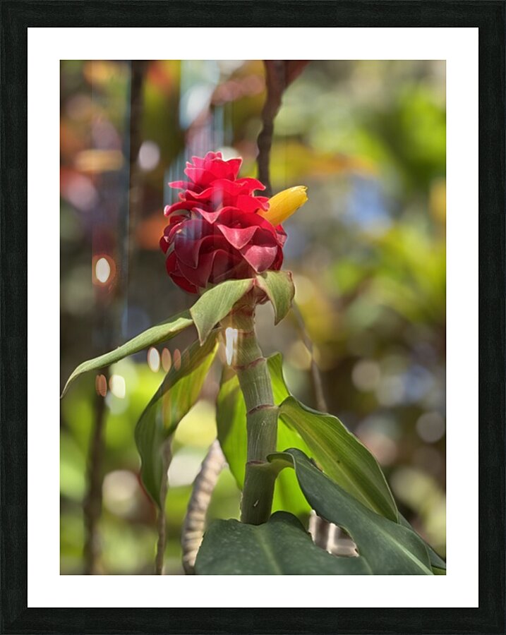 Spiral Ginger Picture Frame print