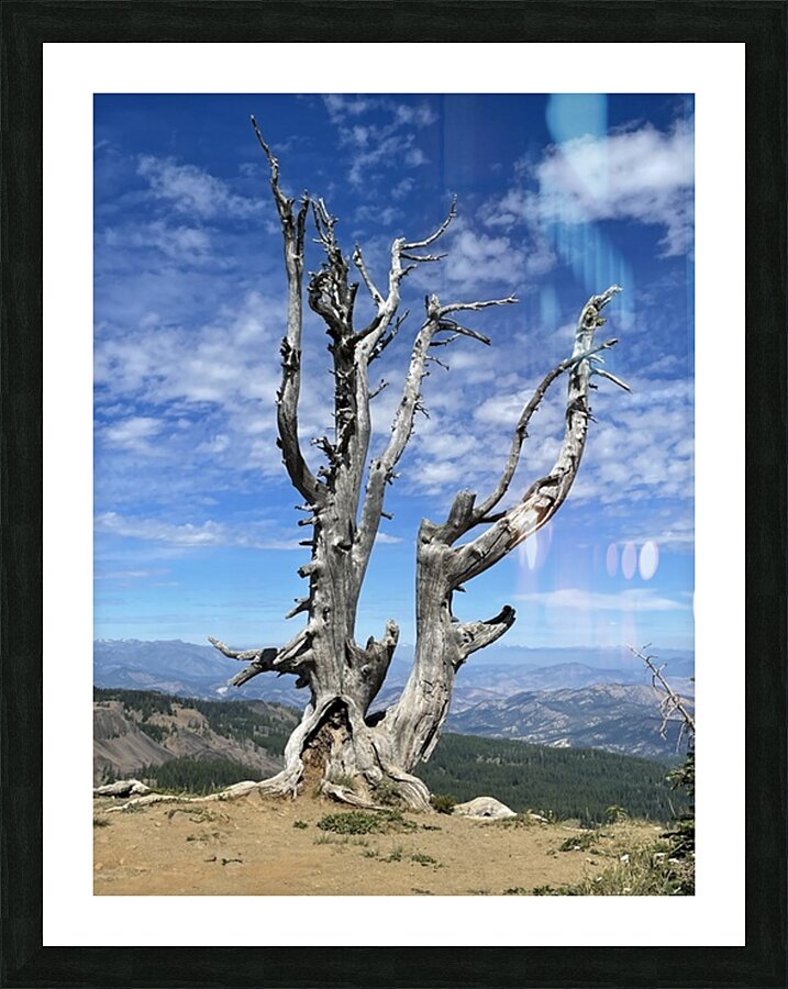 Tree overlooking Wenatchee Picture Frame print