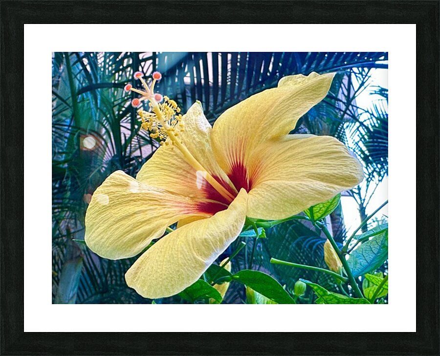 Yellow Hibiscus Picture Frame print