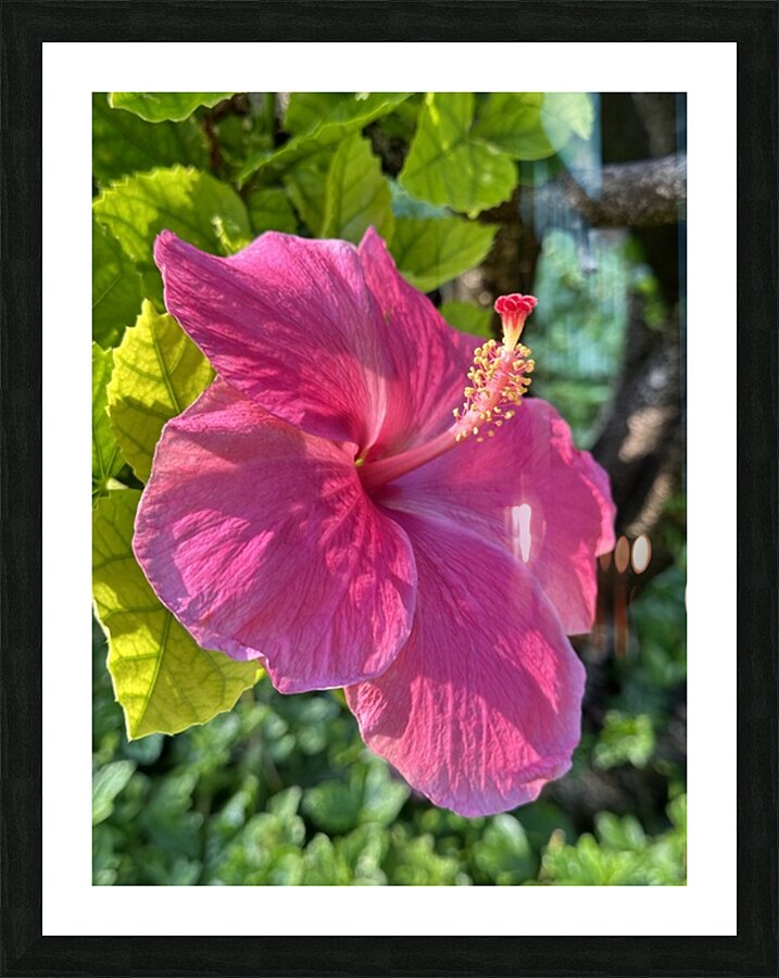 Pink Hibiscus Picture Frame print