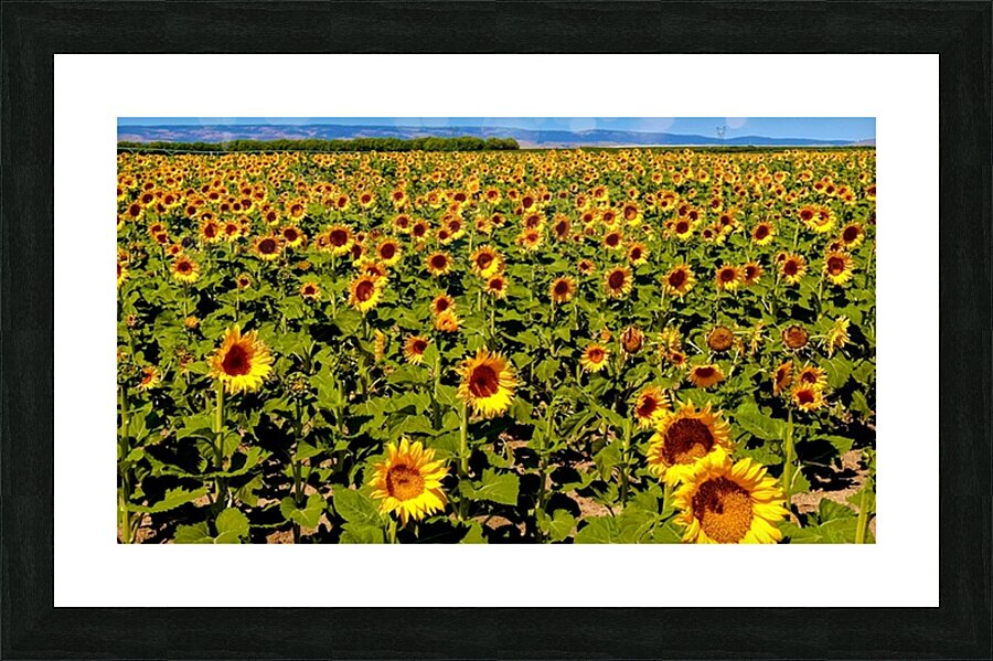 The Sunflower Sea Picture Frame print