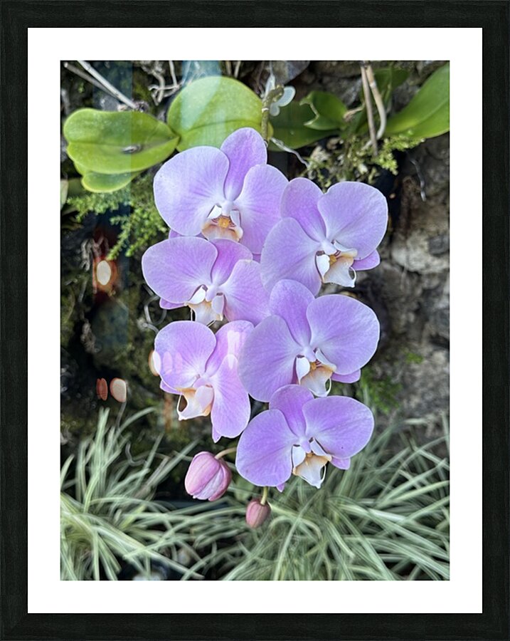 Orchid Picture Frame print