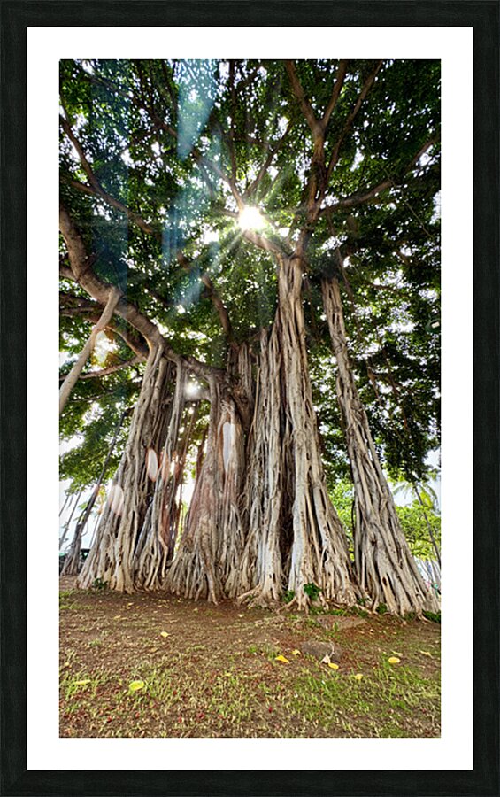 Banyan Tree Picture Frame print