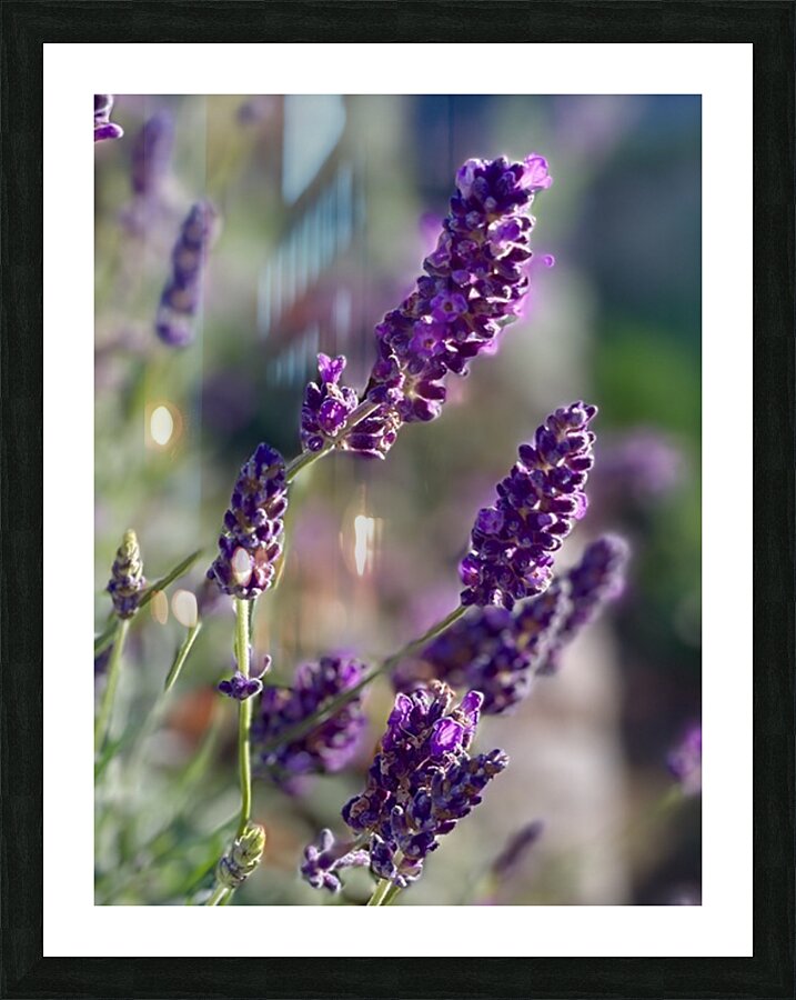 Lavender  Picture Frame print