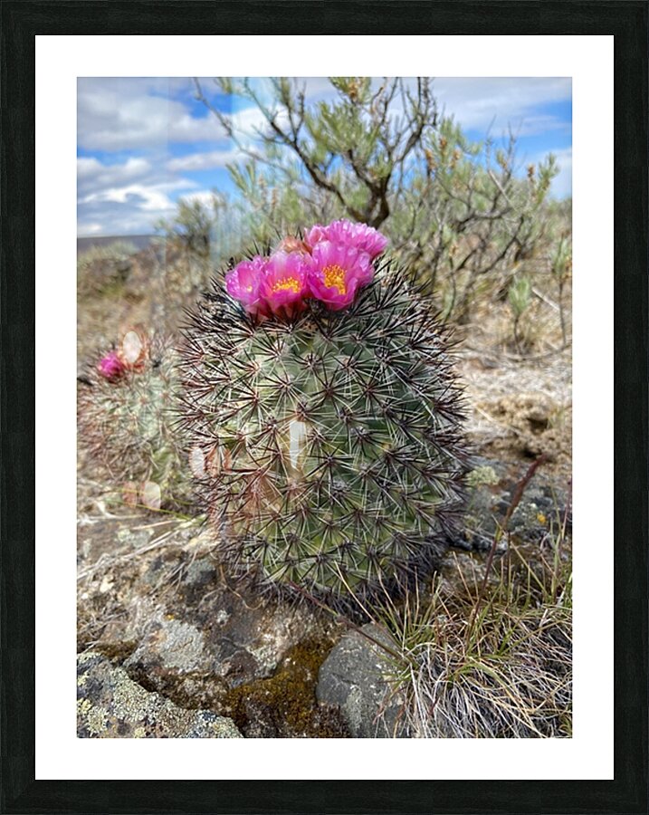 Barrel Cactus Picture Frame print
