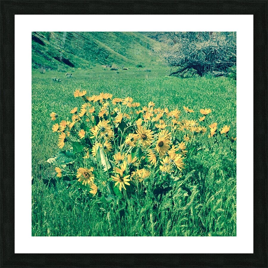 Balsam Root Picture Frame print