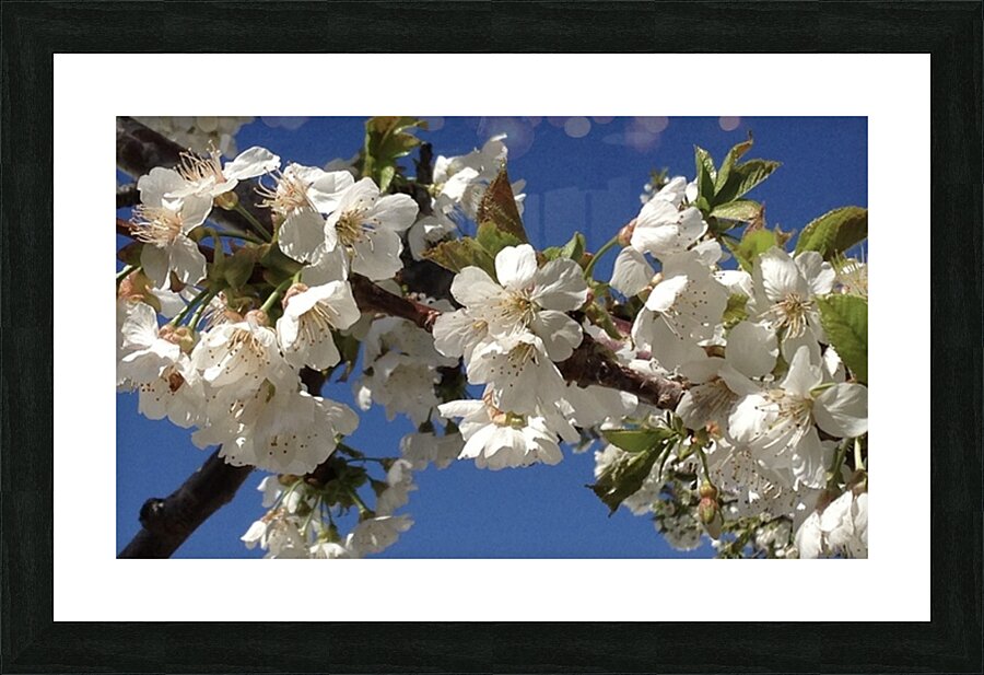 White Cherry Blossoms  -1 Picture Frame print