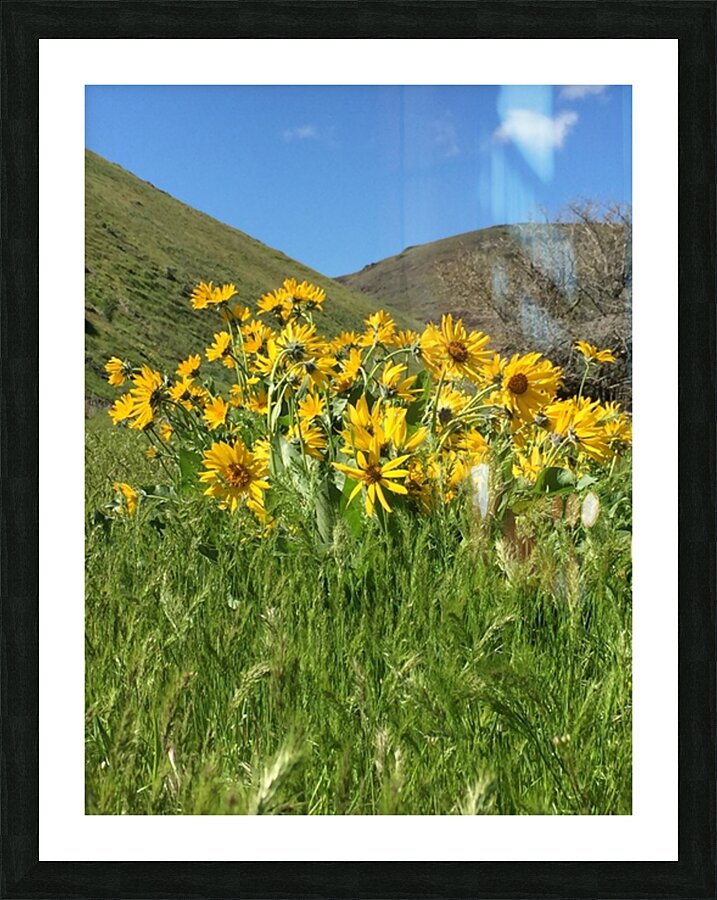 Balsam Root Wildflowers Picture Frame print