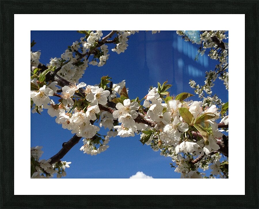 White Cherry Blossom -2 Picture Frame print