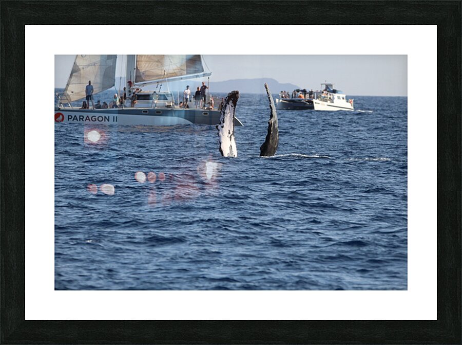 IMG 3367 Picture Frame print