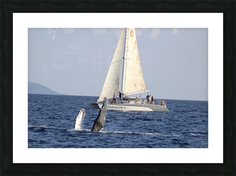 IMG 3372 Picture Frame print