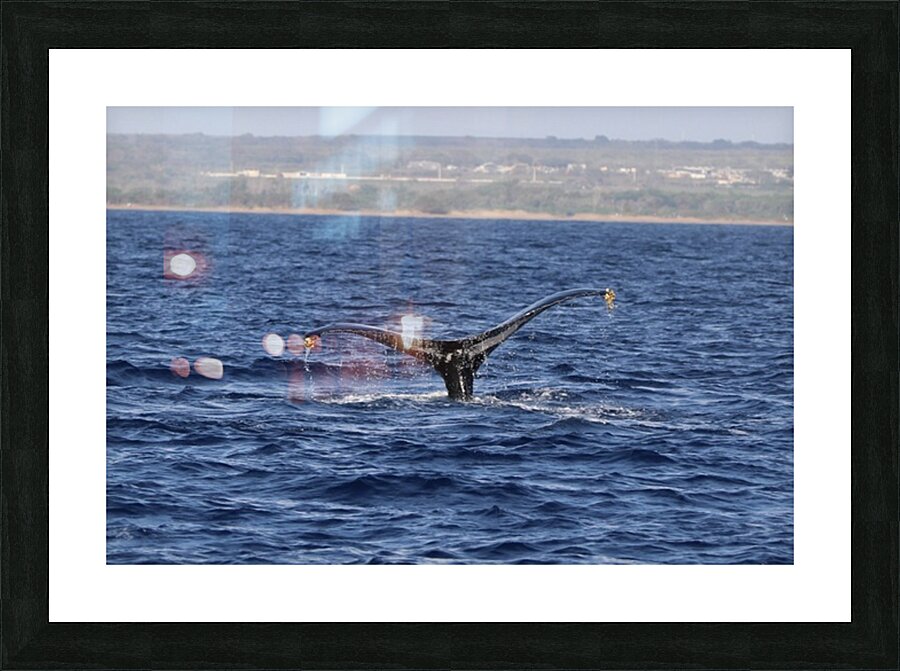 IMG 3379 Picture Frame print