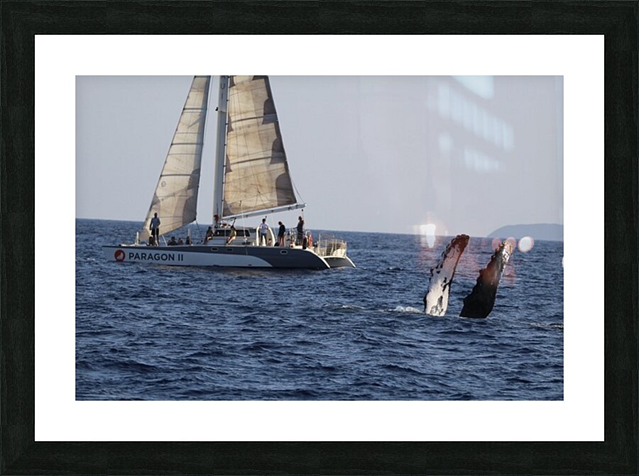 IMG 3370 Picture Frame print