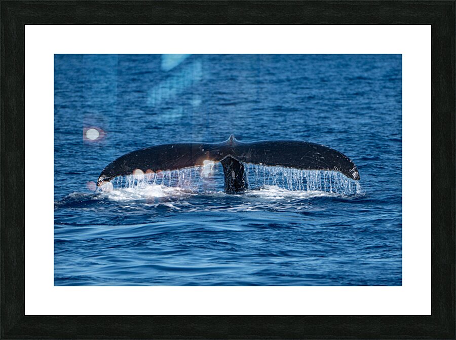 DSC09148 Picture Frame print