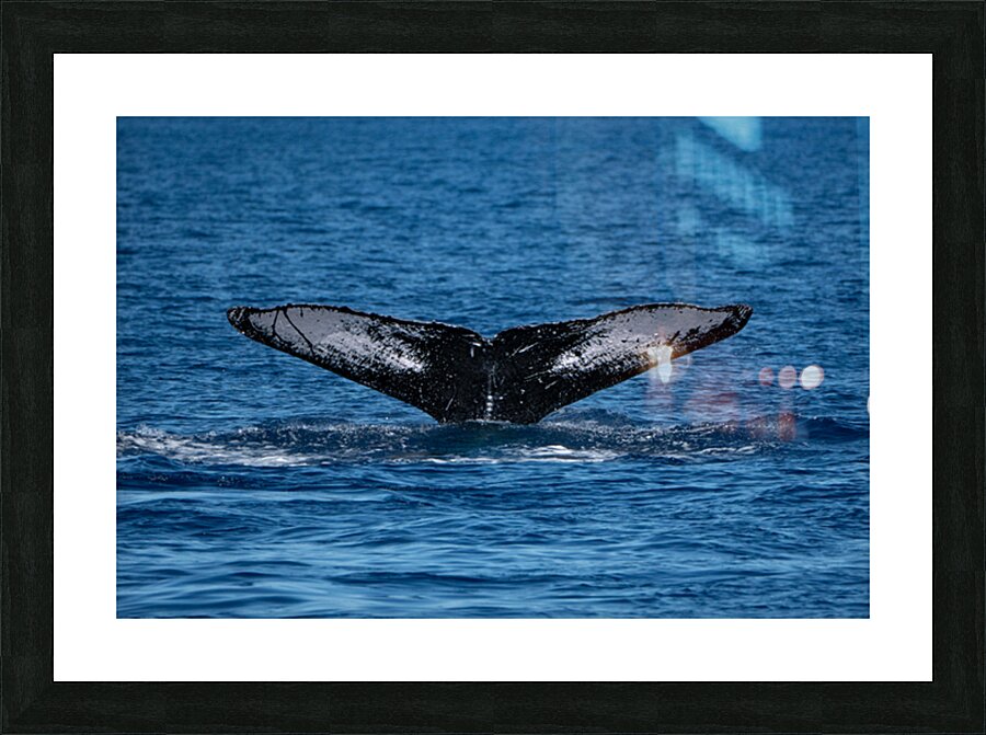 DSC09153 Picture Frame print