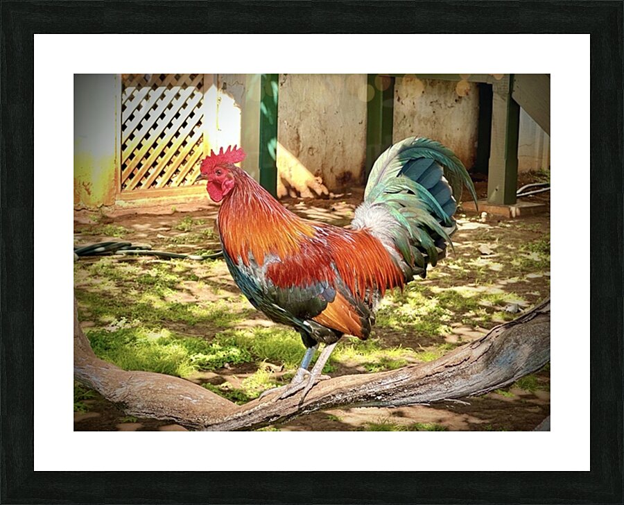 Maui Rooster Picture Frame print
