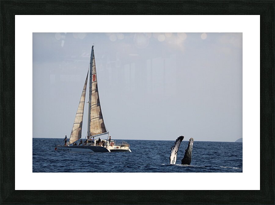 IMG 3371 Picture Frame print