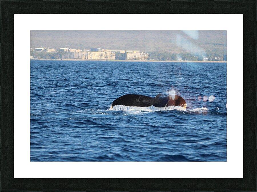 IMG 3391 Picture Frame print