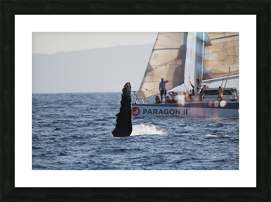 IMG 3364 Picture Frame print