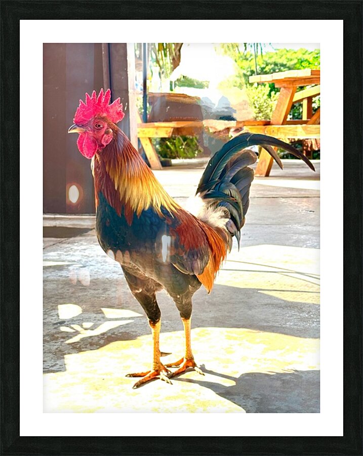 IMG 1103 Copy Picture Frame print