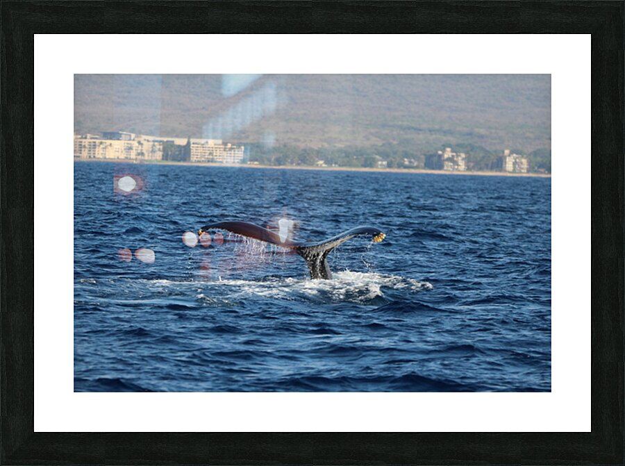 IMG 3392 Picture Frame print