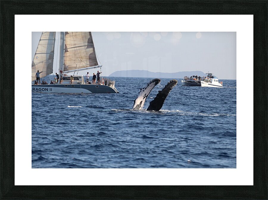 IMG 3369 Picture Frame print