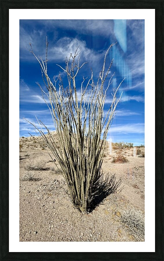 Ocotillo  Picture Frame print
