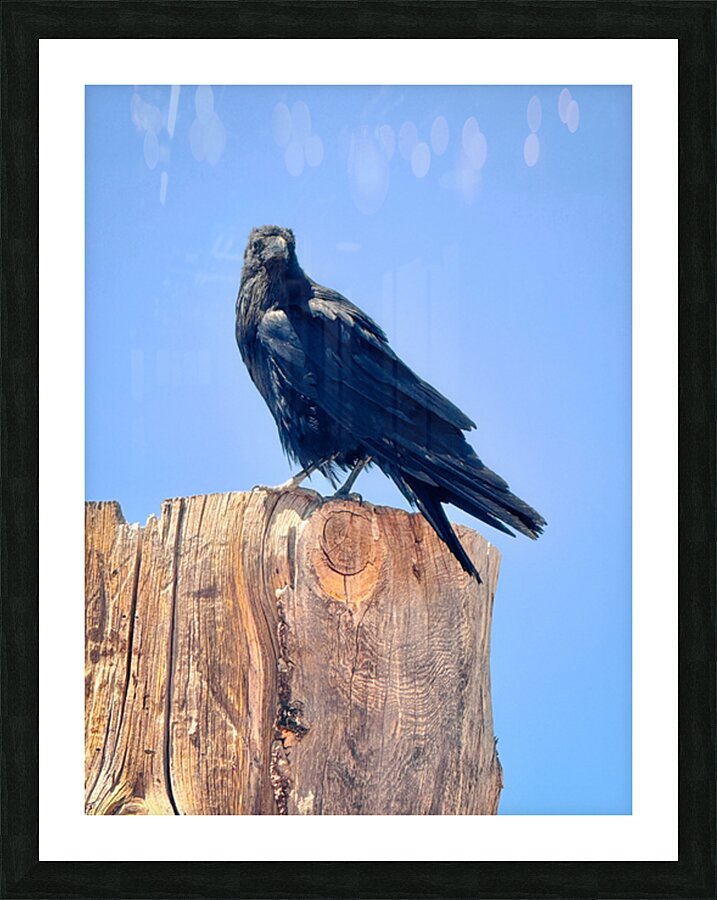 Raven - guardian of the Grand Canyon  Picture Frame print