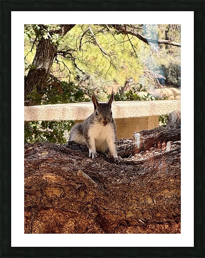 Albert’s Squirrel -2 Picture Frame print