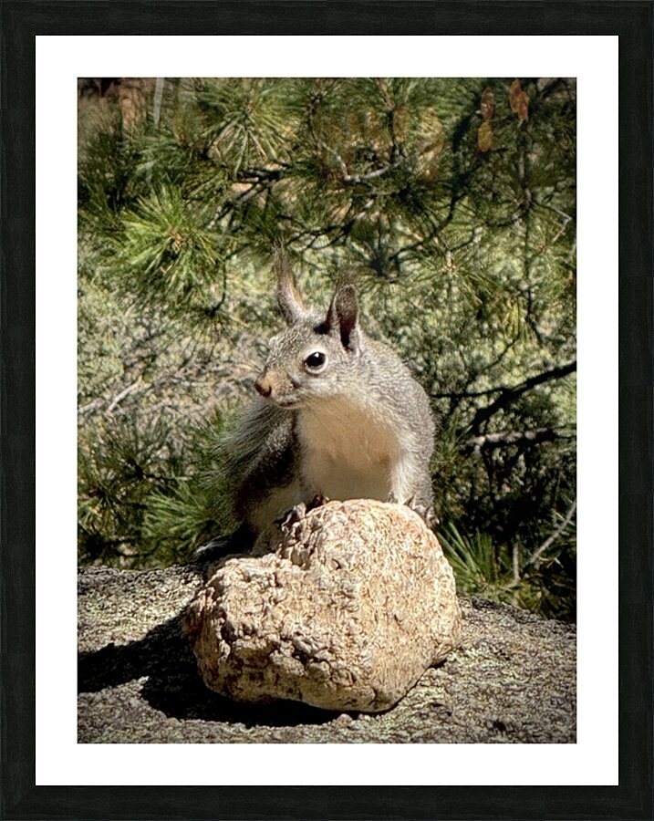 Albert’s Squirrel -1 Picture Frame print