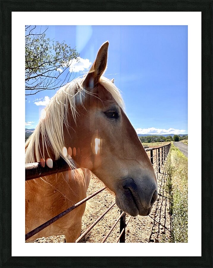 Hay Girl  Picture Frame print