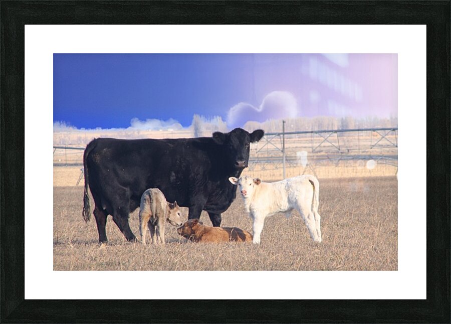 Calving Season Picture Frame print