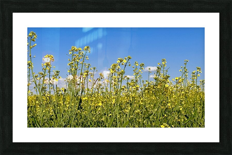 Canola Flowers Picture Frame print