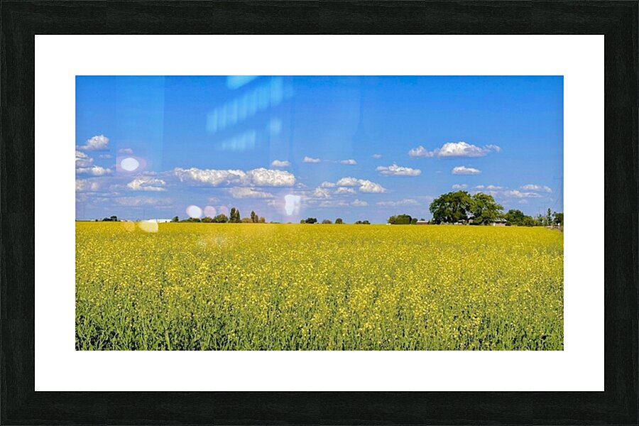 Holy Canola  Picture Frame print