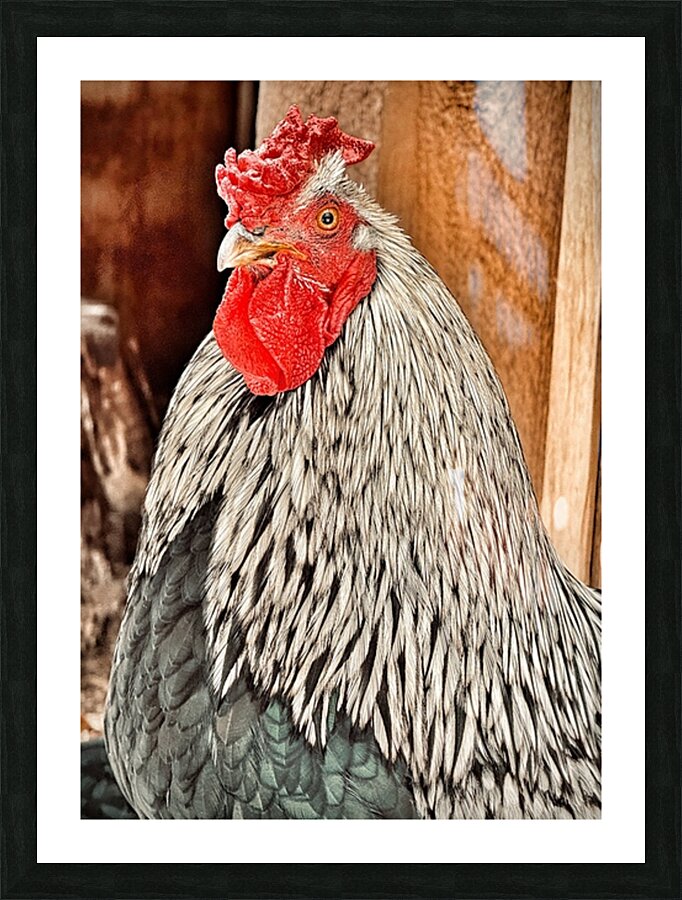 Rocky Picture Frame print