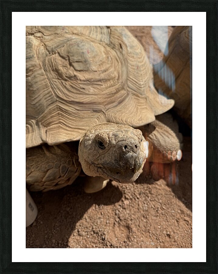 Happy Tortoise -2 Picture Frame print
