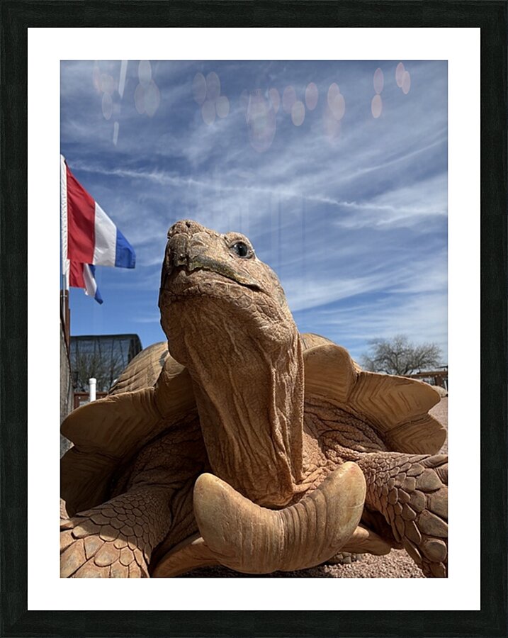Arizona Tortoise -2 Picture Frame print