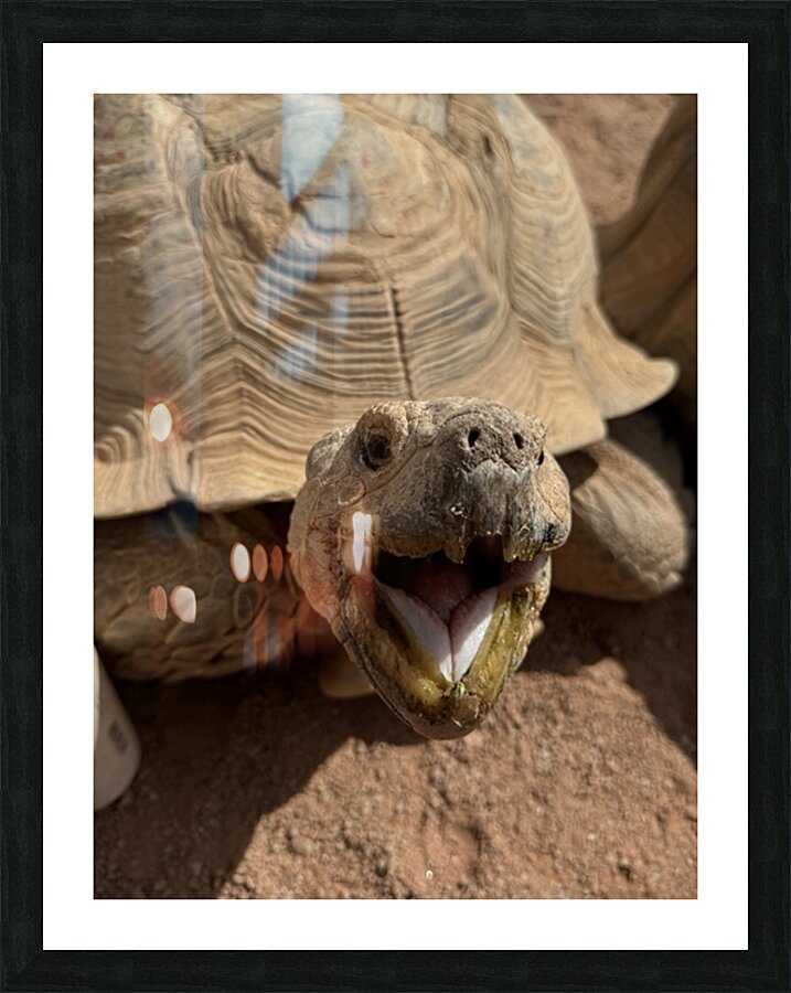 Happy Tortoise Picture Frame print