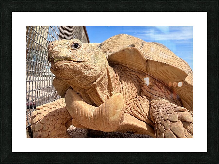 Arizona Tortoise Picture Frame print