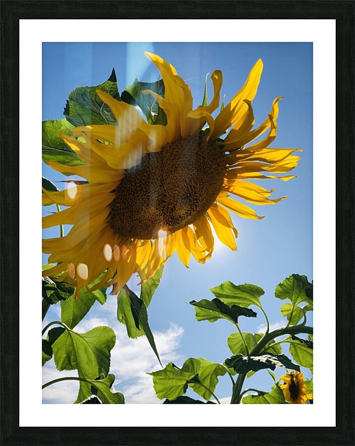 Sunflower Love Picture Frame print