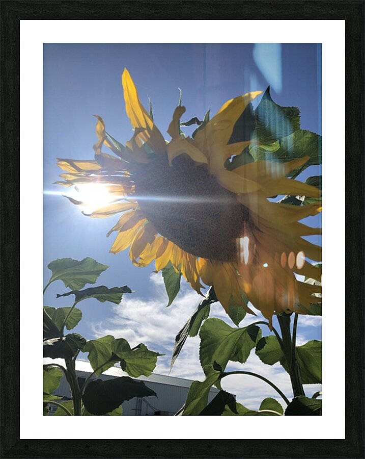Sunflower and Sunlight Picture Frame print