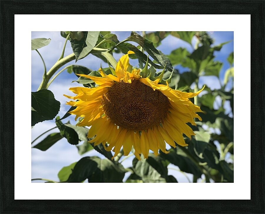 Sunflower Love -2 Picture Frame print
