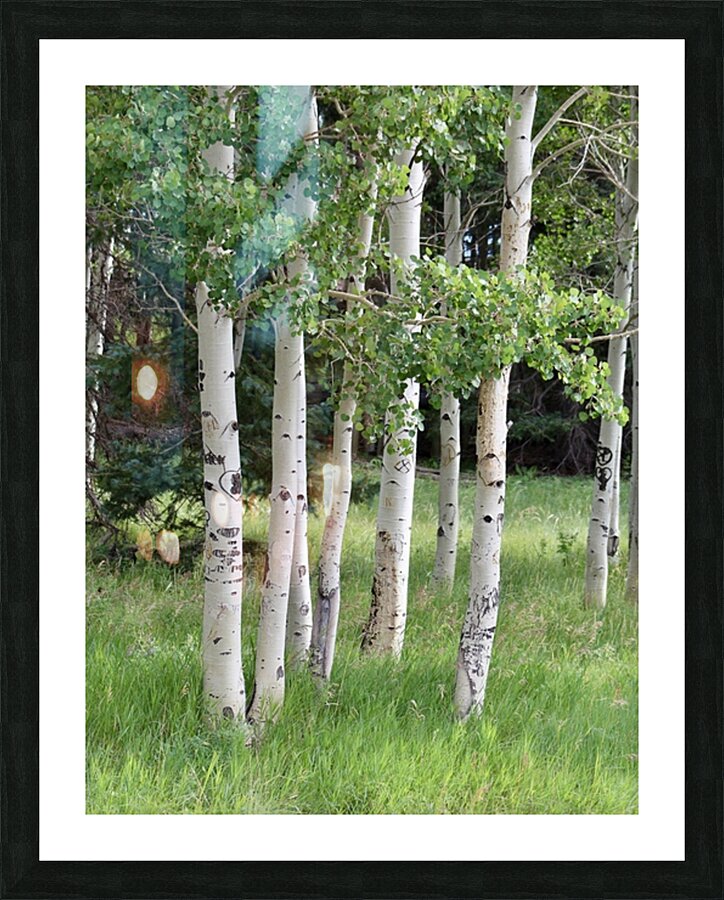 The Earth has music for those who listen. Aspens in Flagstaff Picture Frame print