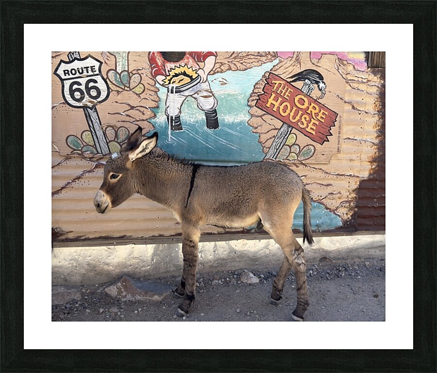 Baby “Ranger” - Oatman Arizona Picture Frame print
